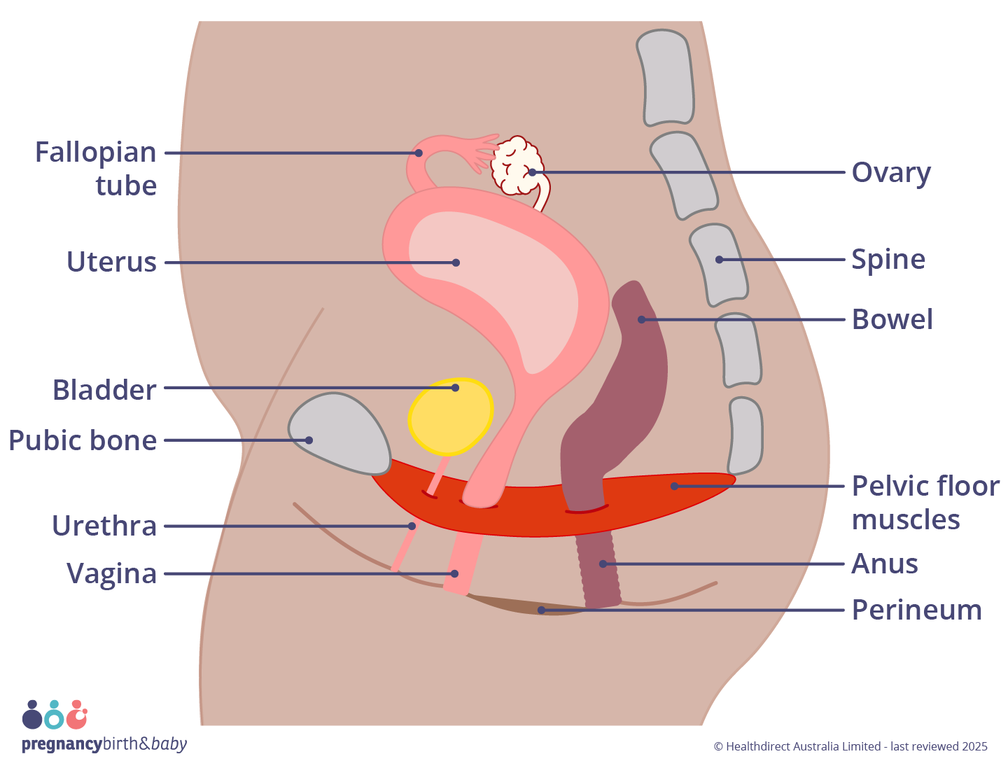 Illustration of the pelvic floor muscles.